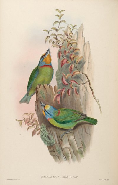 Megalaema nuchalis de John Gould